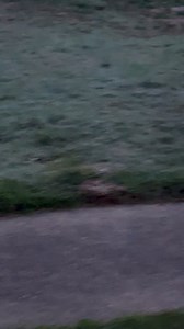 28K views · 1K reactions | Oh deer! | Tom Ackerman | Facebook