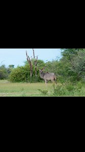 19 reactions | The majestic kudu bull — with its incredible spiraled horns and commanding presence, a true king of the wild. #KuduBull #WildBeauty #AfricanWilderness #NamibianHunting | Schalk Pienaar Safaris Namibia | Facebook