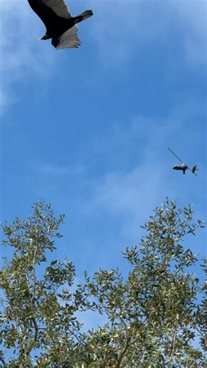 SilverLight Aviation AR-1 gyroplane flying over Wesley Chapel, Florida!