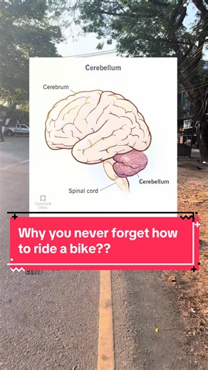 Why you never forget how to ride a bike?? #cyclingscience #brainhack #neuroscience #stemtok #proceduralmemory
