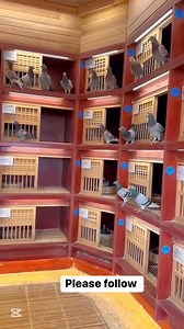 68K views · 1.7K reactions | Luxury Racing Pigeon Loft | Raw Breed Pigeon | Facebook