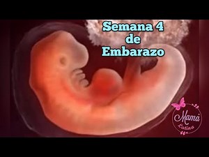 SEMANA 4 DE EMBARAZO | 1er MES | DESARROLLO DEL BEBÉ | EMBARAZO SEMANA A SEMANA