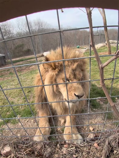 Understanding Animal Care in Sanctuaries