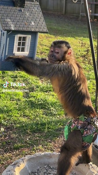 Kylo the Capuchin Monkey Raids Bird Feeder