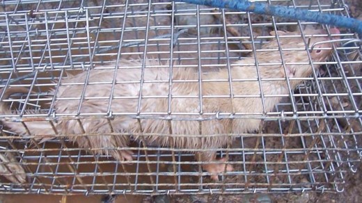 Mink farm owner promises to help catch chicken-eating animals | CBC News