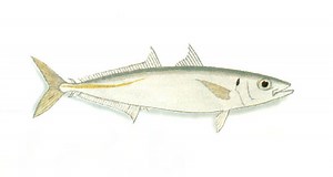 Mackerel scad - Alchetron, The Free Social Encyclopedia