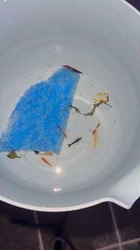 Starting a Shrimp Farm