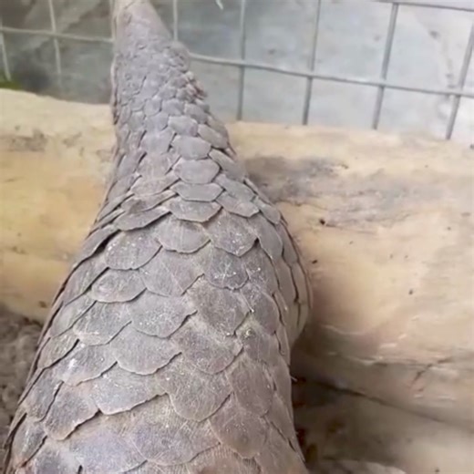 This pangolin mum and her pup were rescued by IFAW partner Jakarta Animal Aid Network from a private owner who obtained them through the illegal wildlife trade. The pup sadly did not survive, but the mother was released back to the wild in Sumatra. It is estimated that more than a million pangolins have been captured in the wild and illegally sold on the black market since 2000. IFAW is working with partners globally to stop wildlife crime. Will you join us? Please make a lifesaving gift today t