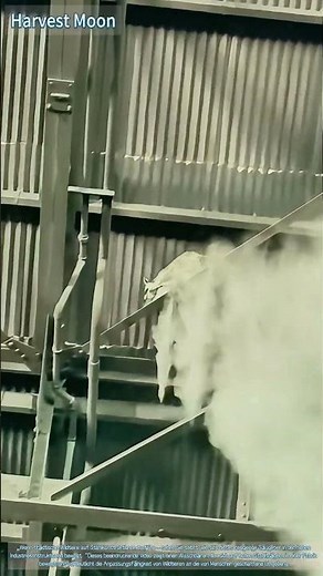 Ein wildes Abenteuer im Industriegebiet! Ein Waschbär klettert auf Gebäudekonstruktionen