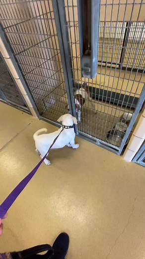 It’s sucks separating puppies but they are both going to great homes! #fyp #foryou #dog #woosterohio #dogvideo #dogrescue #adoption #shelter