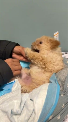 Title:My Toy Poodle’s Crazy Fun Time 🐾😂#toypoodlepuppy #cutedog #shorts #puppyplaytime #puppy #yt