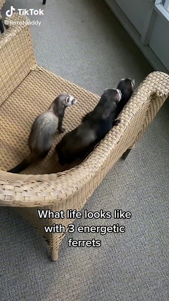 Life with 3 Energetic Ferrets