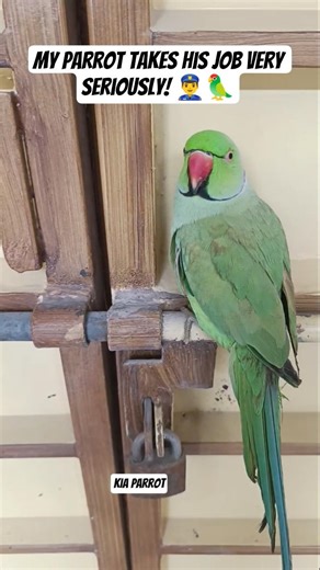 My Parrot is the New Security Guard! 😂🦜 #Shorts #youtubeshorts