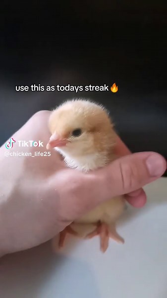 Chicken Life (@chicken_life25)’s videos with original sound - ˖ ࣪✦: