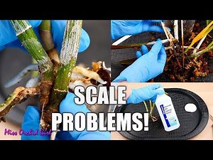 Saving Orchid with severe Scale Insect damage - This was worse than I thought! 😨