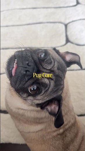 Pure Pug Core Energy (Part 4) 😂 #pug #dogs #funny #funnydogvideos