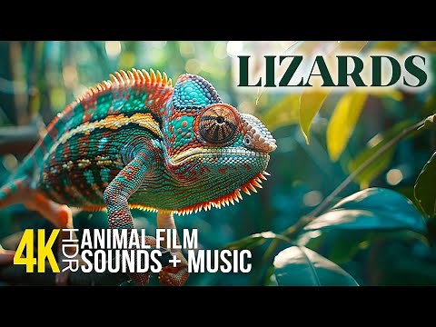 4K HDR Amazing Lizards | Close-Up Shots of Exotic Reptiles with Uplifting Music for a Mood Boost