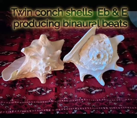 Amabel Mortimer on Instagram: "Here’s a soundbite of my two conch horns being played together (shankh blowing). With significance in many cultures, and archeological evidence dating back around 18,000 years, conch shell horn practice can also improve health and wellbeing. If you want to experience the magic of the conch shell horn you can book onto one of my upcoming January soundbaths. Simply follow my page & look out for January’s dates or send me a message to join my mailing list. Sonic bless