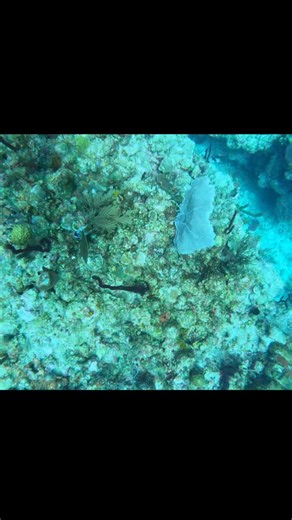 Vuelo de drone sobre el arrecife 🤭 Así nos divertimos cuando hay corriente, dejándonos llevar y disfrutando el paisaje. #elmarnosune #elmarnosllama #somosmar #mahahual #costamaya | Moramar Encounters