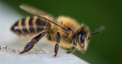 What Will Happen to Humanity if Bees Go Extinct?