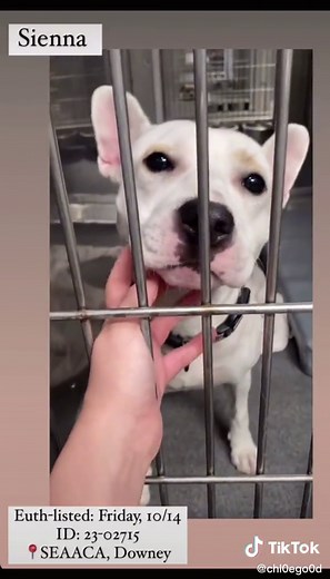 Seaaca Shelter, Downey CA #seaaca #seaacashelter #downey #losangeles #fyp #california #rescue #rescuedog