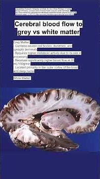 Cerebral blood flow to grey vs white matter