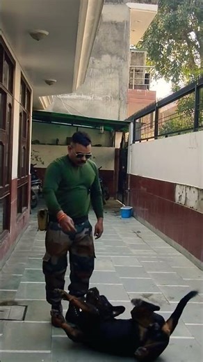 Rottweiler Basic Training #rottweiler #shorts #dog #dogtraining