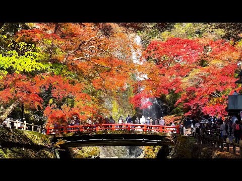 4K【紅葉見頃❣ 明治の森 箕面国定公園 /2022】11/25(金) 大阪府箕面市