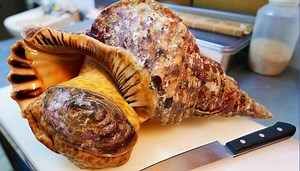 406K views · 1.5K reactions | Do you know there are many ways to cook Giant CONCH | ThatCool TV | Facebook