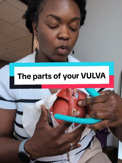 Understanding Your Vulva: Key Anatomy Insights