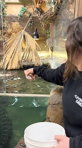 We had to sneak up on the gators to feed these giant snapping turtles 🤣 | The Reptile Zoo