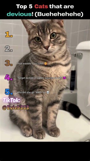 Top 5 Cats that are devious! #catvideos #devious #shorts