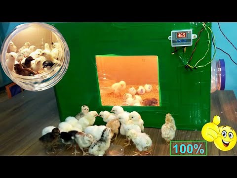 BEST INCUBATOR FOR CHICKEN EGGS WITH 100% EFFICIENCY | DIY-HOMEMADE EGG INCUBATOR