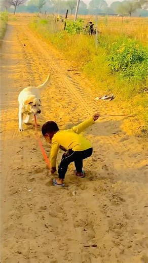 Baby can't stop laughing at this dog #shorts #funny #viral