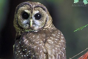 Spotted Owl Facts, Identification, Size, Habitat & More