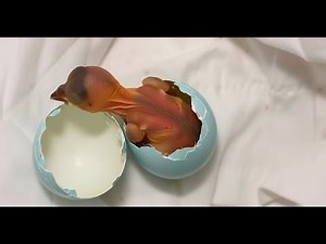 The Hatching and Development Process of Robin Birds.