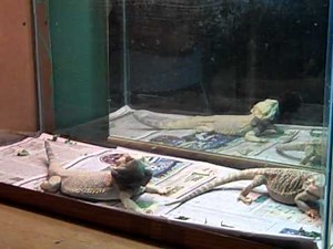 Bearded dragon mating dance