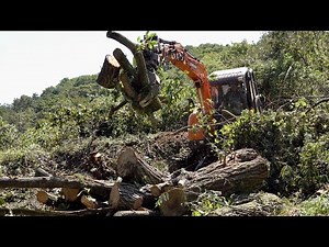 Korean Lumberjack Logging Skills. Process of Clearing Forests by Cutting Down Trees