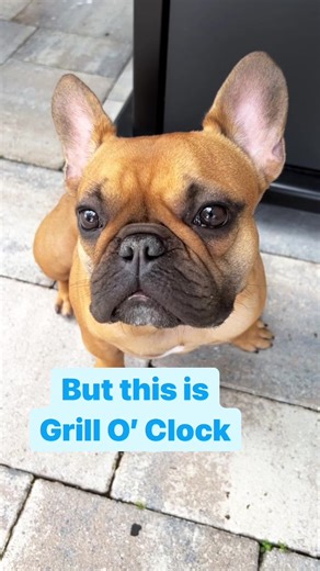 Gizmo's Grill Time Antics | Funny French Bulldog Compilation