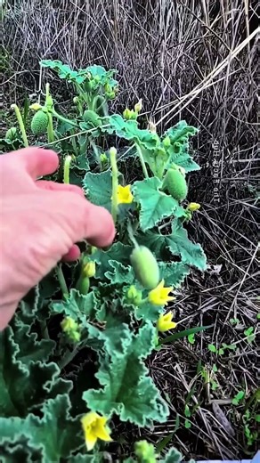 The Plant That Shoots Its Seeds