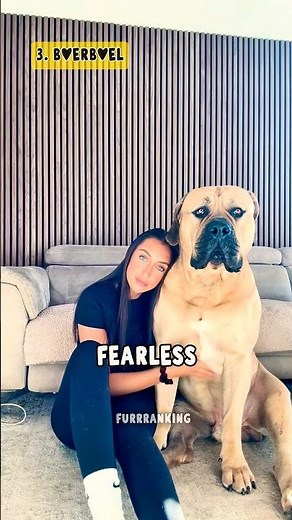 Top 5 Largest Dog Breeds on the Planet #LargestDogs #GiantDogs #DogBreeds #Pets #Animals #Shorts