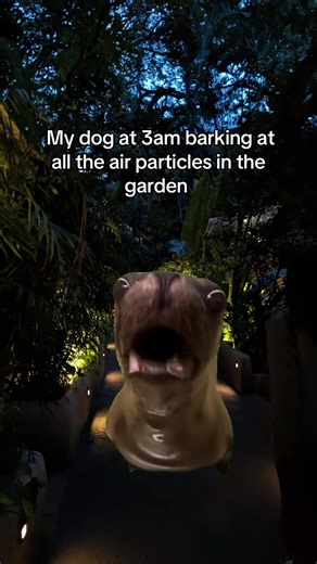 Midnight Barking: My Dog's Nighttime Antics