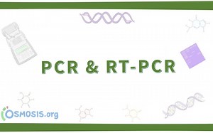【预习】聚合酶链式反应 PCR（中英字幕）