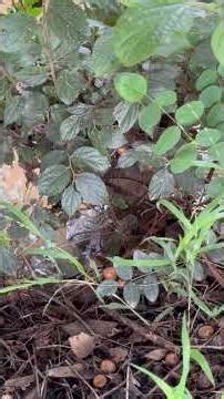Frogs 🐸 After The Rains - Natures Sounds