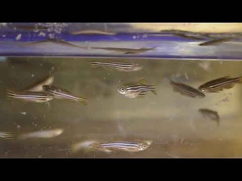 Researchers study zebrafish to find cure for human blindness