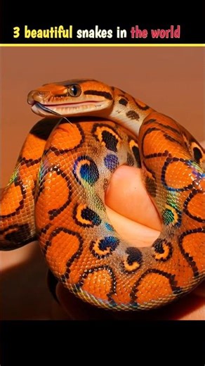 3 beautiful snakes in the world #facts #viral #shorts