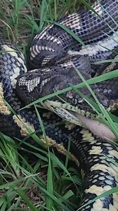 196K views · 1.7K reactions | Isn’t it incredible how snakes can eat...