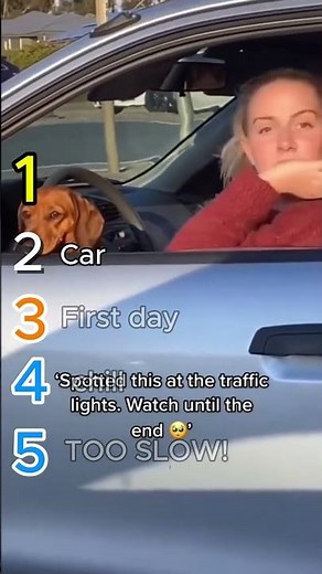 Ranking Best long Haired Dachshund