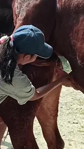 Cow Mating: How Does It Work on the Farm?