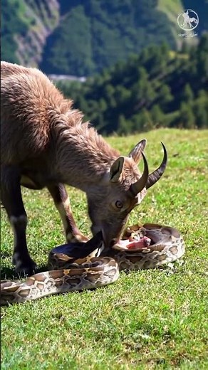 "GOAT Attacks PYTHON — Nature’s Most Shocking Battle Caught on Camera!"